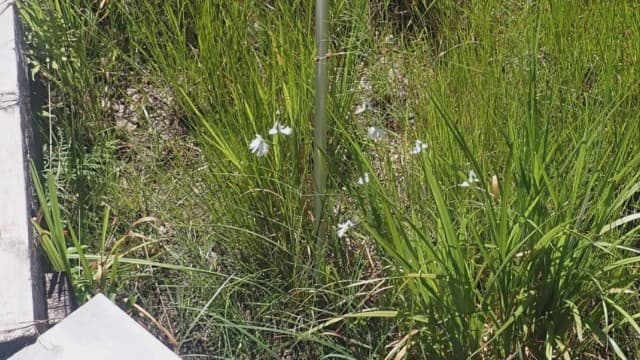 天然記念物・葦毛湿原に球根投げ込まれる サギソウが集中繁殖 固有種と交雑の恐れ
