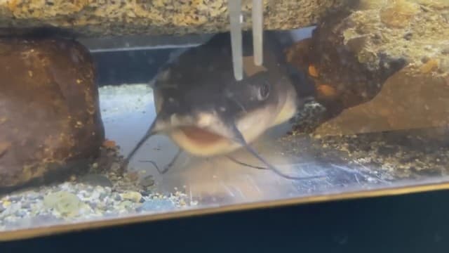 釣り人が放置したナマズをエサに活用 水族館が持ち込み呼びかける 茨城・霞ケ浦