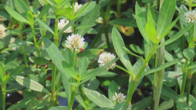 台風で決壊した千葉・印旛沼を国交大臣視察 外来水生植物拡散の恐れ、県が調査