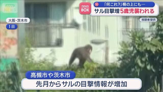 サル目撃増 5歳児襲われる 柵の上にも… 大阪