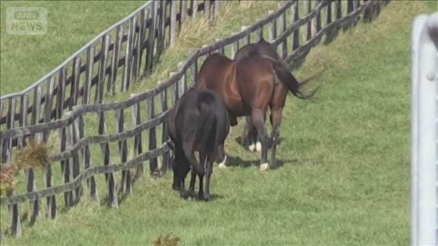 子馬を虐待か 牧場と従業員を処分 北海道