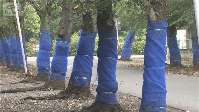 外来カミキリムシ対策に政府予備費から32億円 サクラの敵 22都府県で被害
