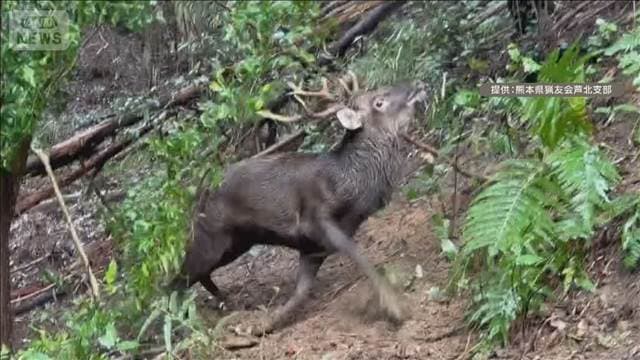 ハンターが血を流し死亡 わなにかかったシカを仕留めようとして襲われる 熊本県