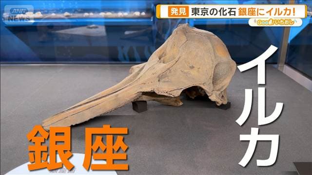 ゾウやイルカ…東京の化石 ビル建設や地下鉄工事で偶然発見【グッド!いちおし】