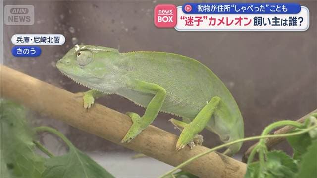 “迷子”カメレオン 飼い主は誰? 動物が住所“しゃべった”ことも