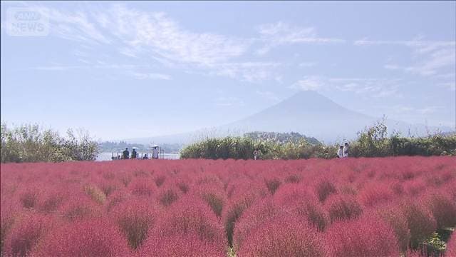 【絶景】富士山をのぞむ湖畔に赤いじゅうたん 河口湖のコキアが見頃