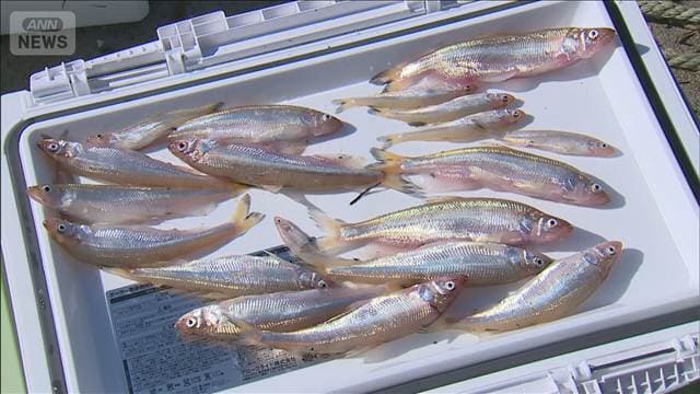 シシャモ激減で休漁 4年ぶりの資源調査で30匹水揚げ 北海道・むかわ町
