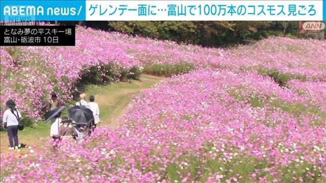 100万本のコスモスがゲレンデ一面に 富山・砺波市