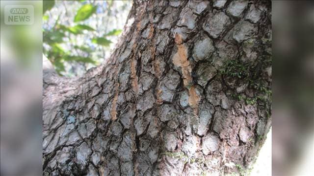 クマに襲われ眼球破裂 59歳男性が玄関前で作業中 今年度約50件出没の愛知・豊田市