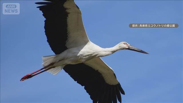兵庫・明石の住宅街にコウノトリ50羽 繁殖、野生復帰の取り組みの成果か