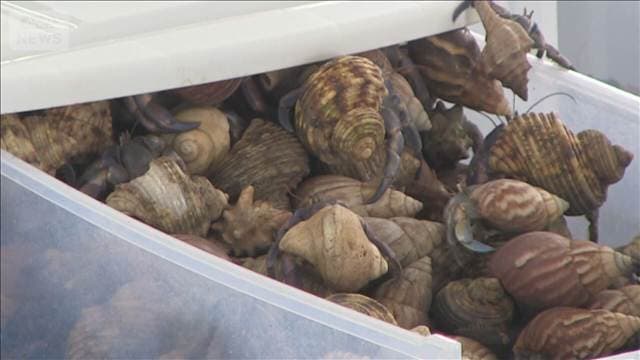 天然記念物オカヤドカリ1300匹を無許可捕獲した中国籍の男2人に罰金50万円 名瀬簡裁