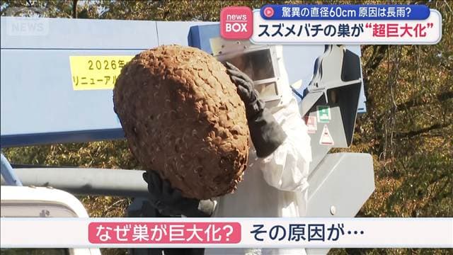 驚異の直径60センチ 原因は長雨? スズメバチの巣が“超巨大化”