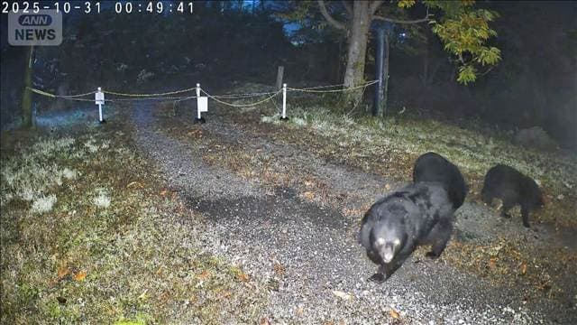 クマ人身被害が35%減 秋田の目撃件数は10分の1 4~9月 エサ豊富で市街地に現れず