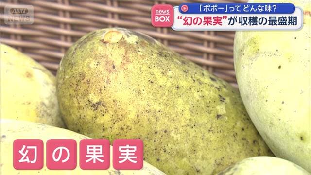 「ポポー」ってどんな味? “幻の果実”が収穫の最盛期