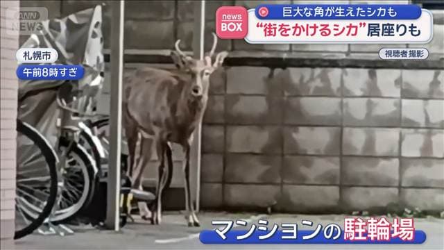 “街をかけるシカ”体長1メートル以上 住宅街で数時間 居座りも 札幌市