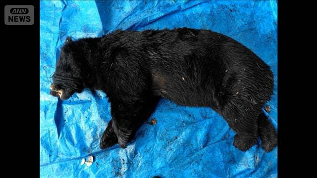 公園で1.4mのクマ捕獲 目撃情報相次ぎ立ち入り制限や集団下校も 神奈川・秦野市
