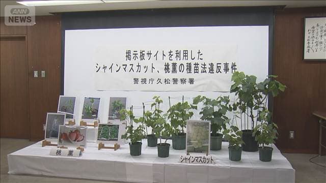 高級イチゴ苗を無許可譲渡か 「チャットGPT」捜査で発覚