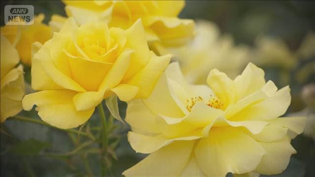 神代植物公園で「秋のバラフェスタ」開催