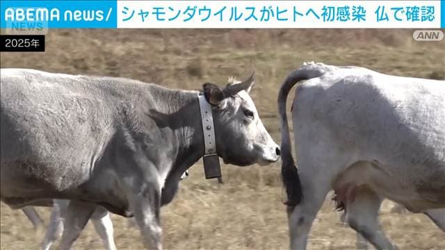 シャモンダウイルスがヒトへ初感染 仏で確認 専門家「健康な一般市民は心配なし」