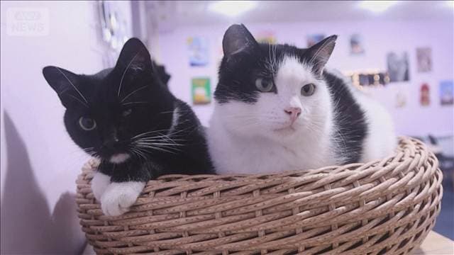 昼夜爆撃続くなか…ウクライナ前線で市民癒す“保護猫カフェ” 冬を前に閉店の懸念も