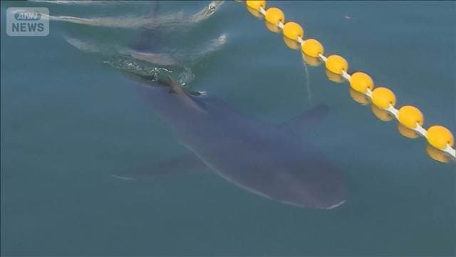三度目の正直ならず 体長3メートル迷いザメ再び水路に 160万人の見物客 韓国・釜山