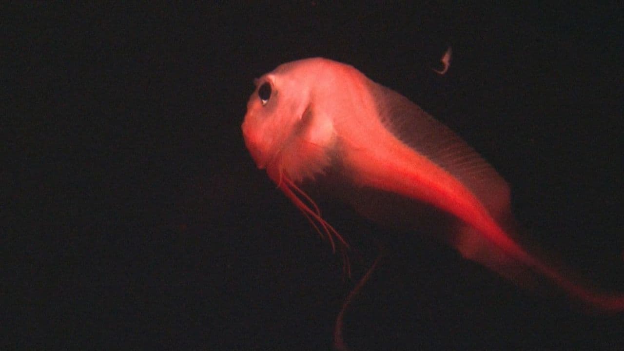 希少な深海魚「マグマクサウオ」国内初展示 生きた状態での採集記録なし