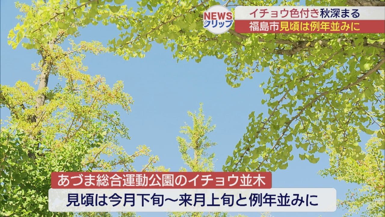 イチョウ色づき秋深まる あづま総合運動公園のイチョウ並木がまもなく見頃へ
