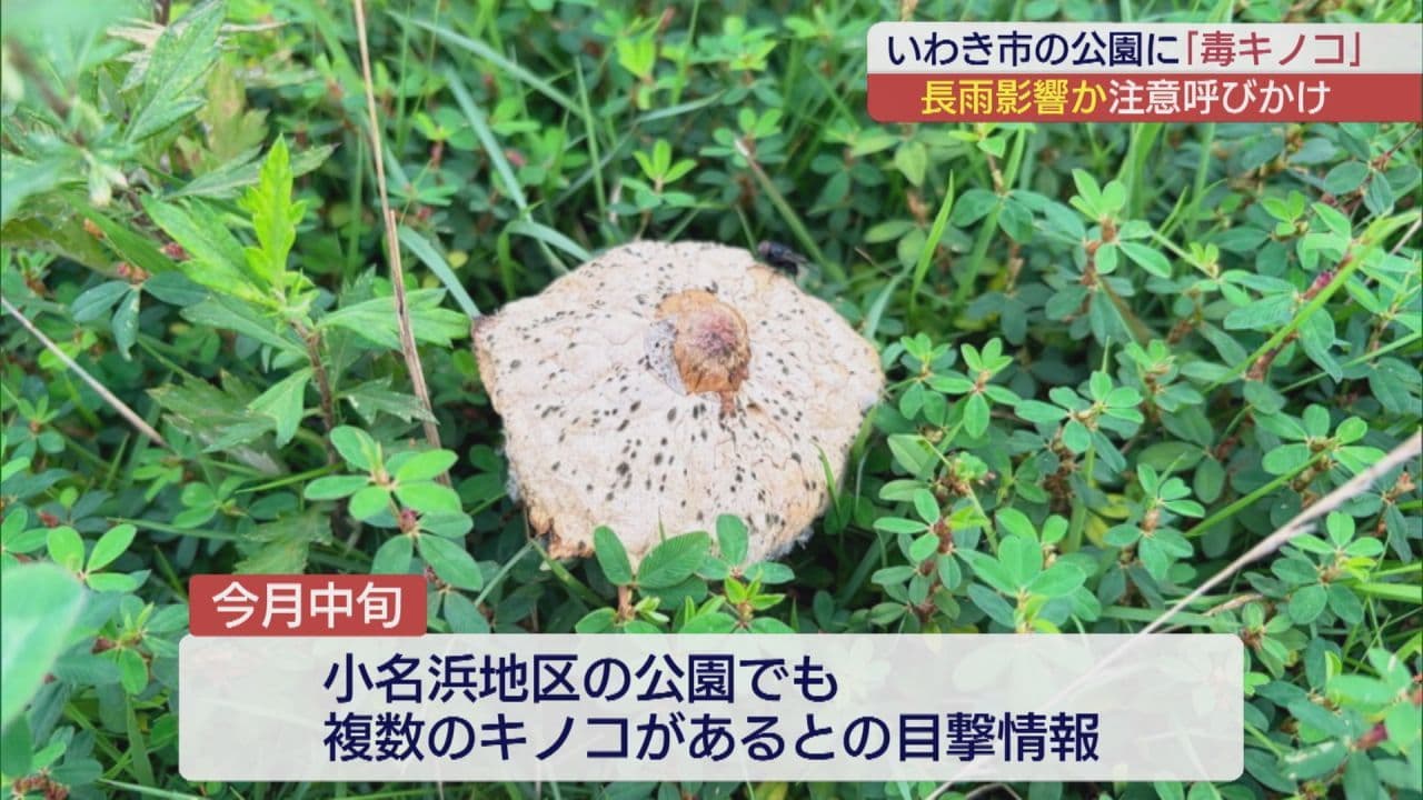 「見分けつく?」公園に毒キノコ 相次ぐ専門家も警鐘