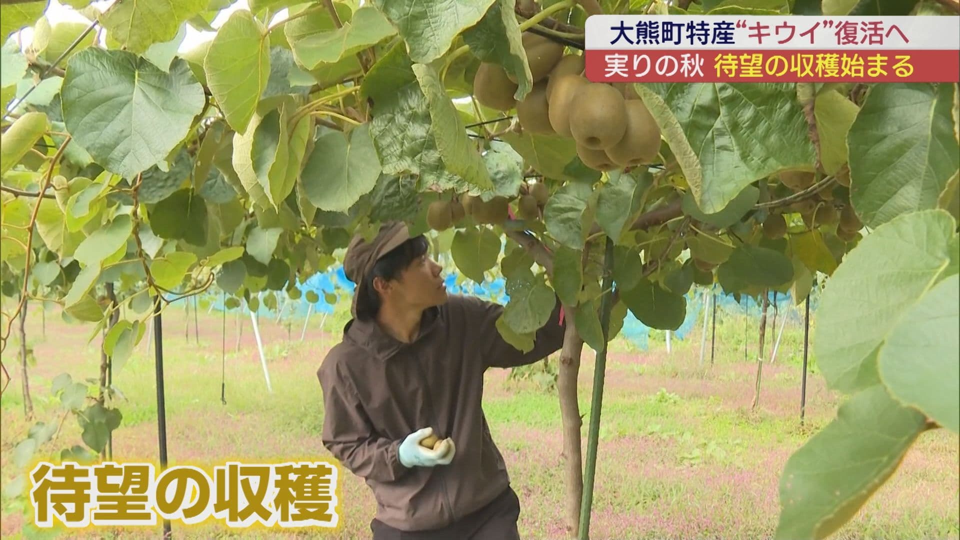 大熊町のかつての特産品が復活 待望のキウイの収穫始まる