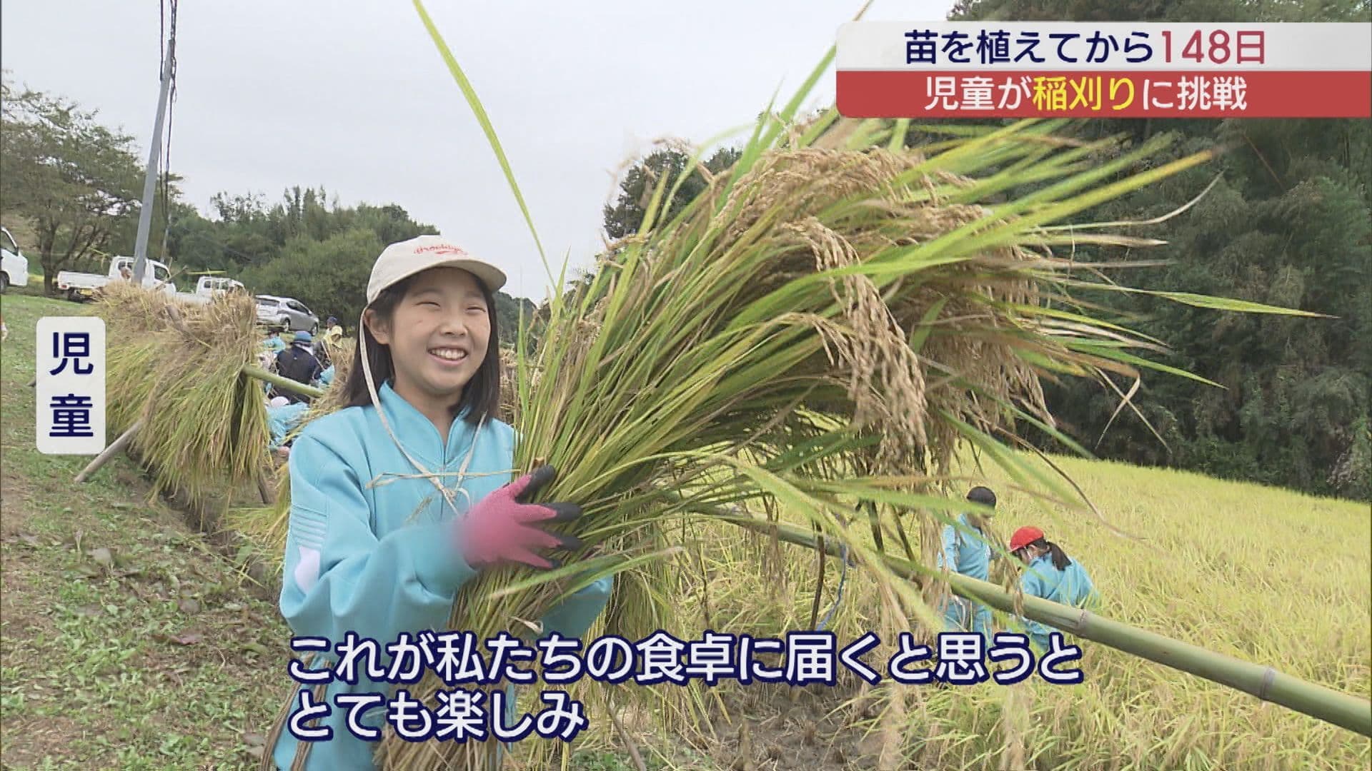 郡山市の小学校で児童が稲刈りに挑戦