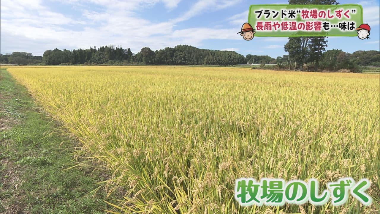 冷めてもおいしいのが特徴!鏡石町ブランド米「牧場のしずく」の収穫進む