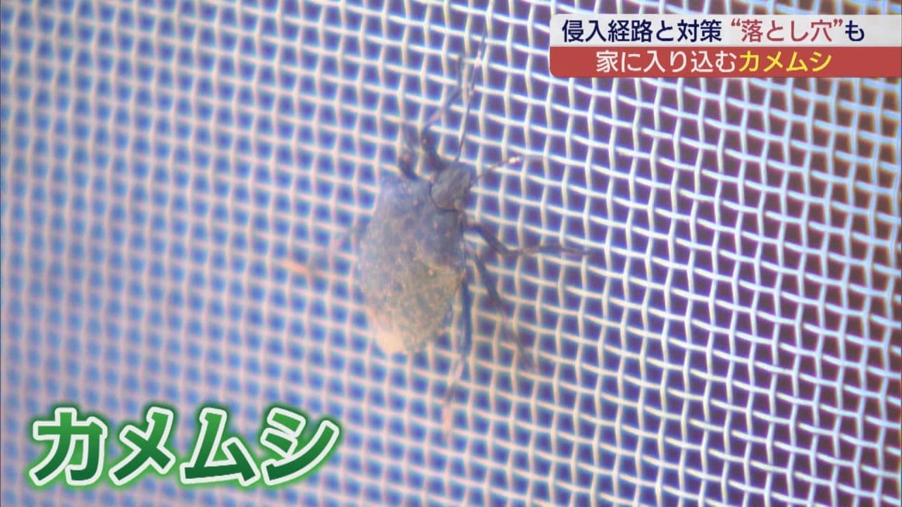 「家の中にカメムシが…」秋に増える厄介な虫の侵入を防ぐには?専門業者に密着