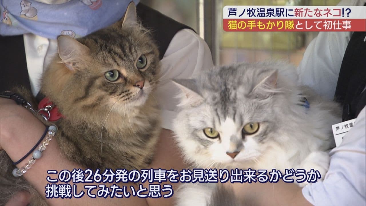 芦ノ牧温泉のねこ駅長 そら・りくがデビュー