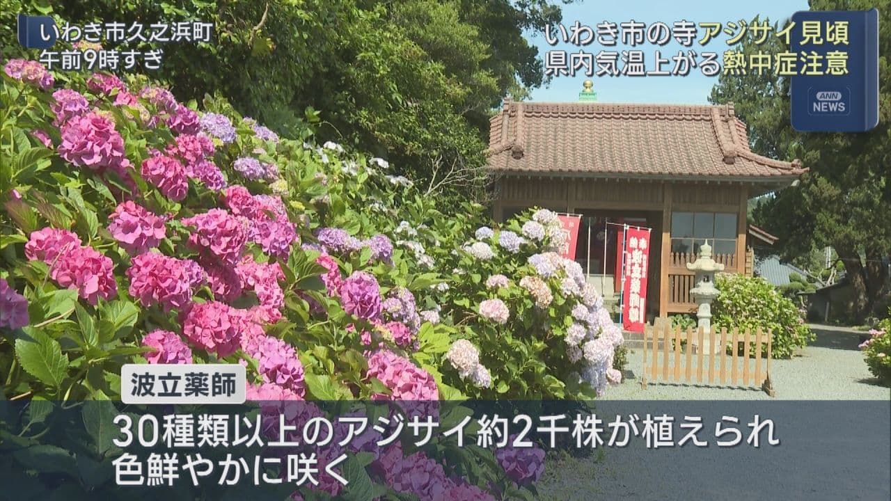 いわき市・波立薬師でアジサイが見頃 2千株が色鮮やかに咲き誇る
