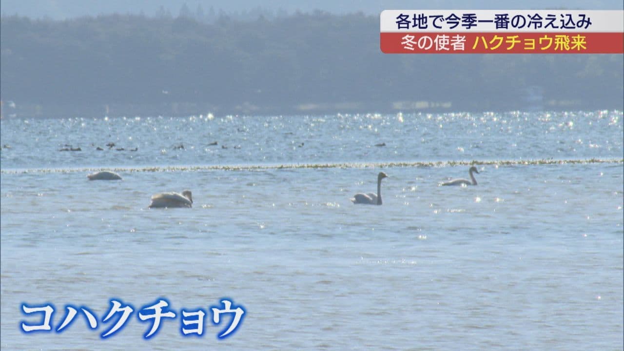 猪苗代湖に「冬の使者」ハクチョウ到来 各地で冷え込み