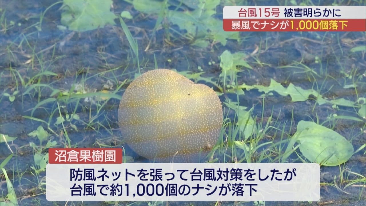 いわき市のナシ農家 強風で1000個落下
