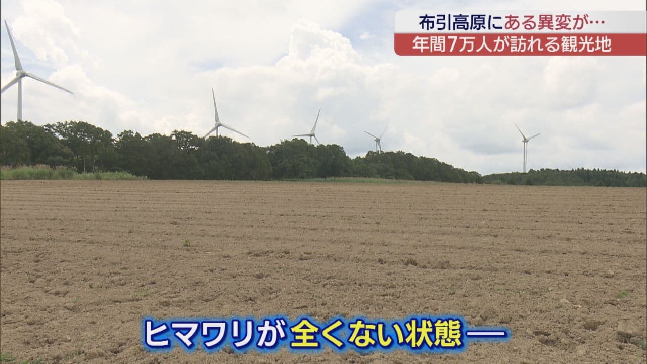 約180万本のヒマワリが消滅…郡山・布引高原でシカの食害 経済的な損失も