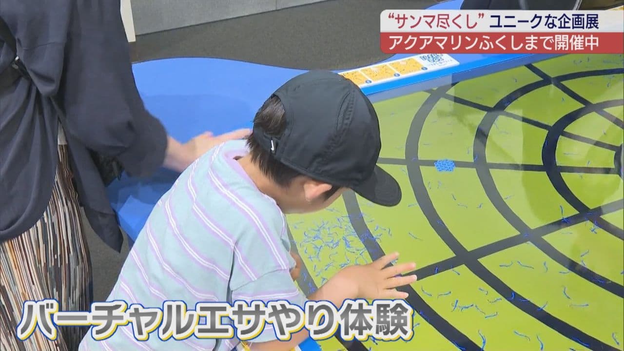 知られざるサンマの魅力 アクアマリンふくしま企画展『サンマの学校』