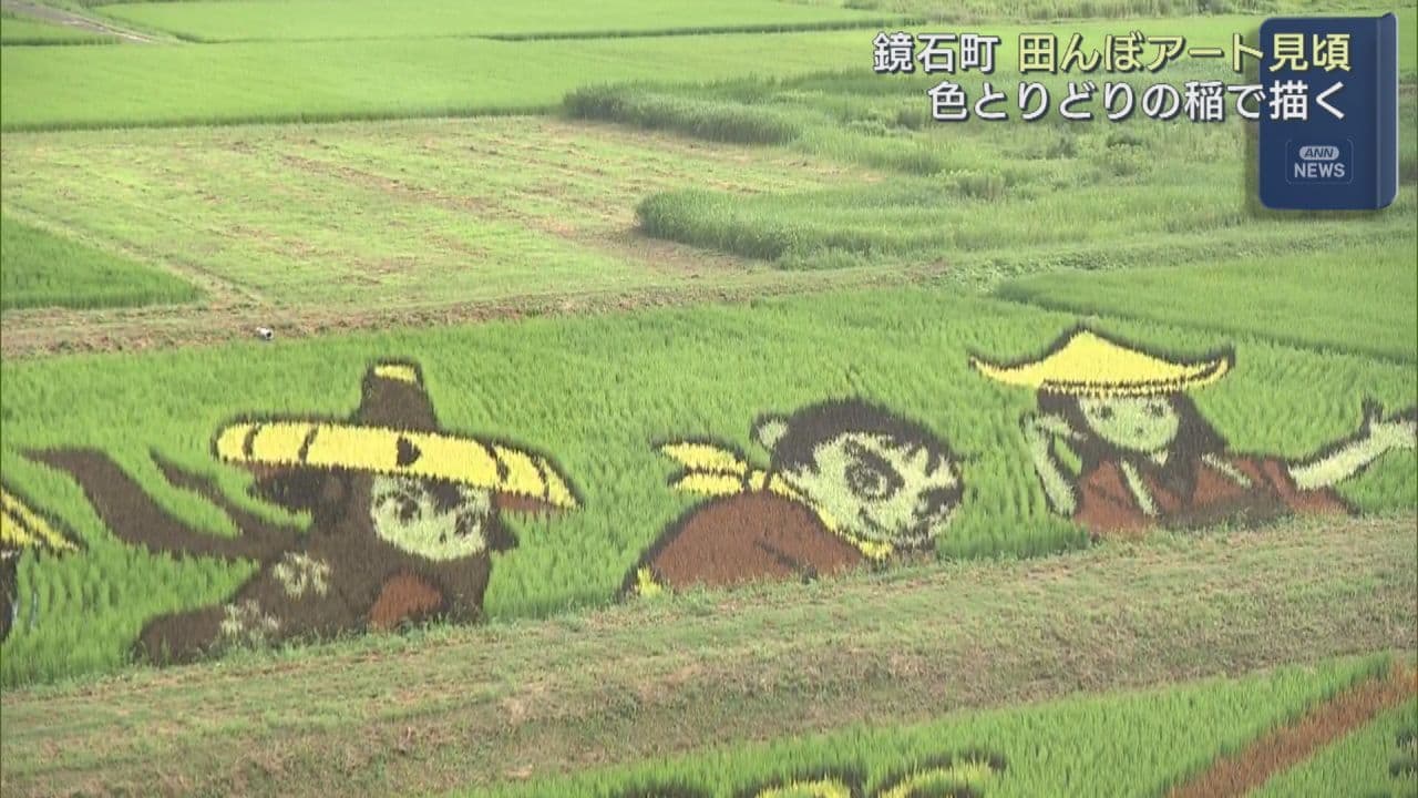 鏡石町の田んぼアートが見頃 「天穂のサクナヒメ」描く