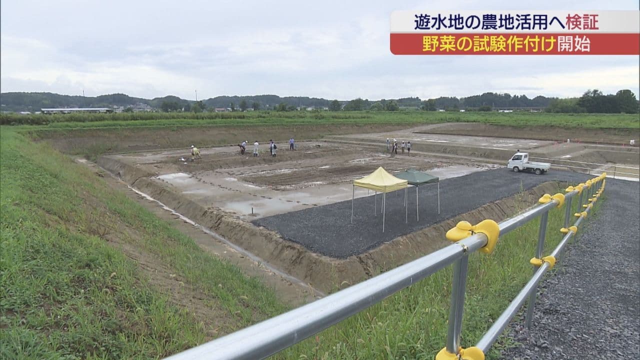 水害時は貯水、平時は農地に 阿武隈川遊水地で野菜の栽培試験