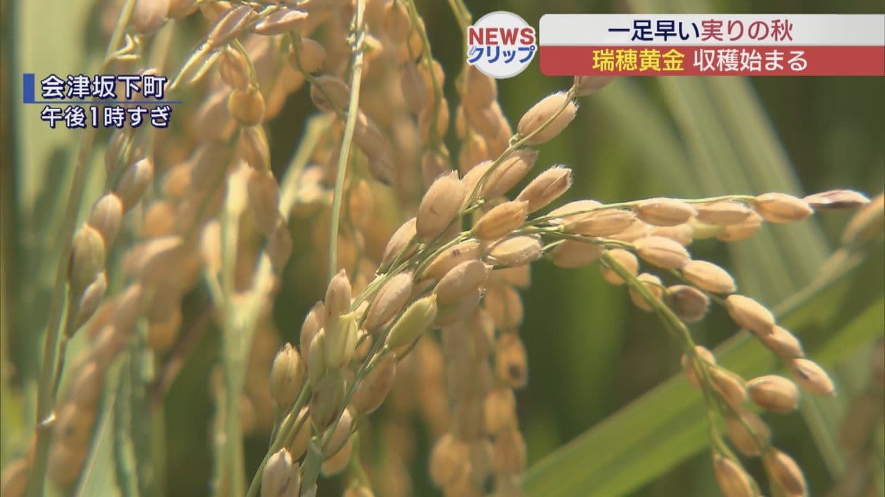会津坂下町で早場米「瑞穂黄金」の収穫始まる