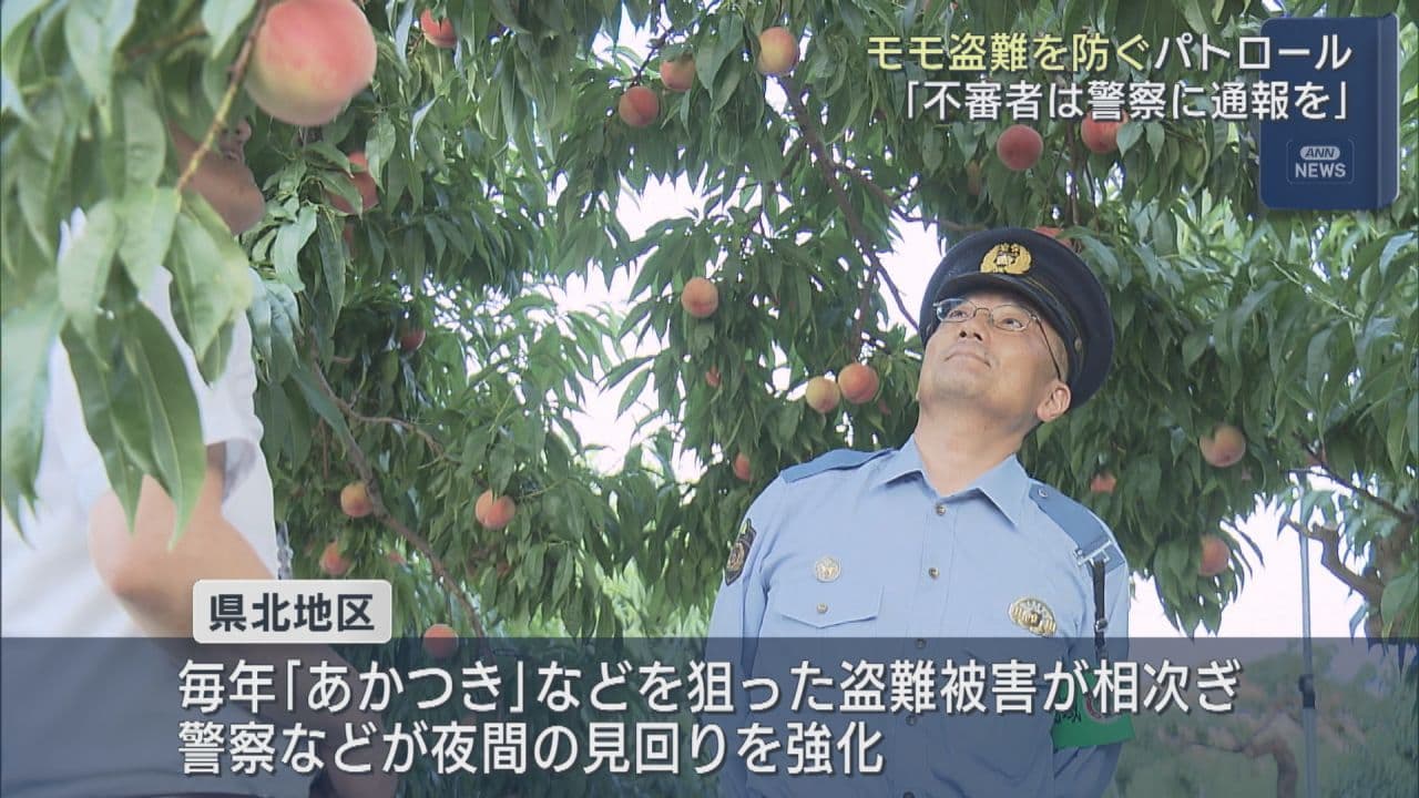 桃の盗難相次ぐ 福島市でパトロール 収穫最盛期に警戒強化