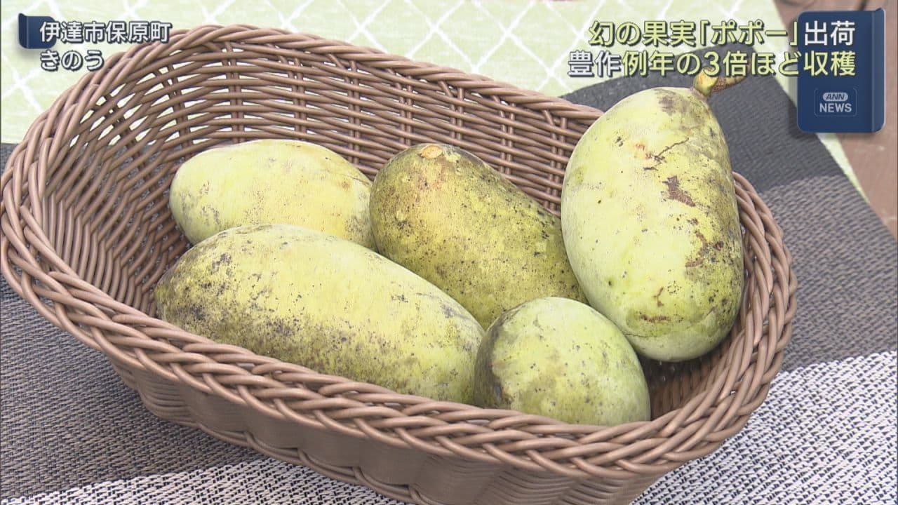 伊達市で“幻の果実・ポポー”出荷の最盛期