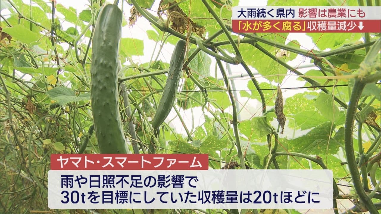 大雨や日照不足の影響 野菜農家に打撃