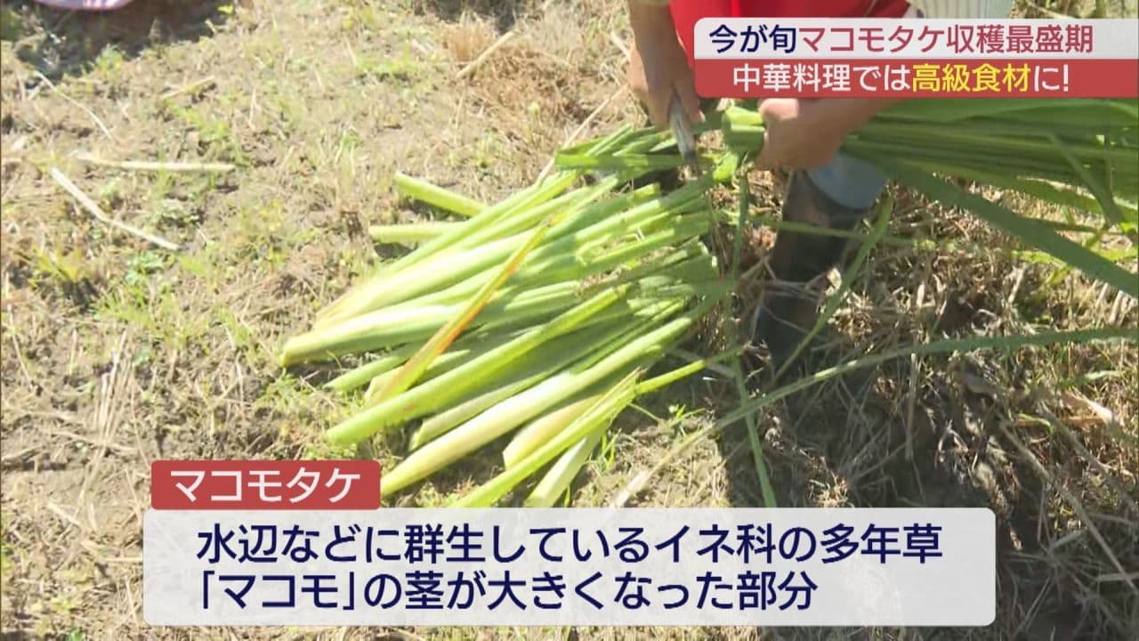 中華料理では高級食材!? マコモタケの収穫が最盛期