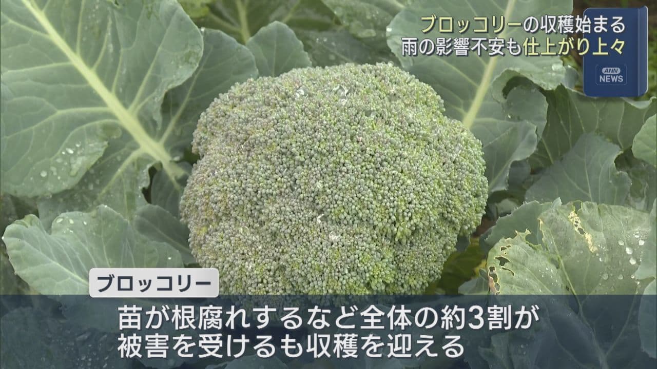 双葉町でブロッコリーの収穫始まる 大雨・長雨の影響で約3割が被害