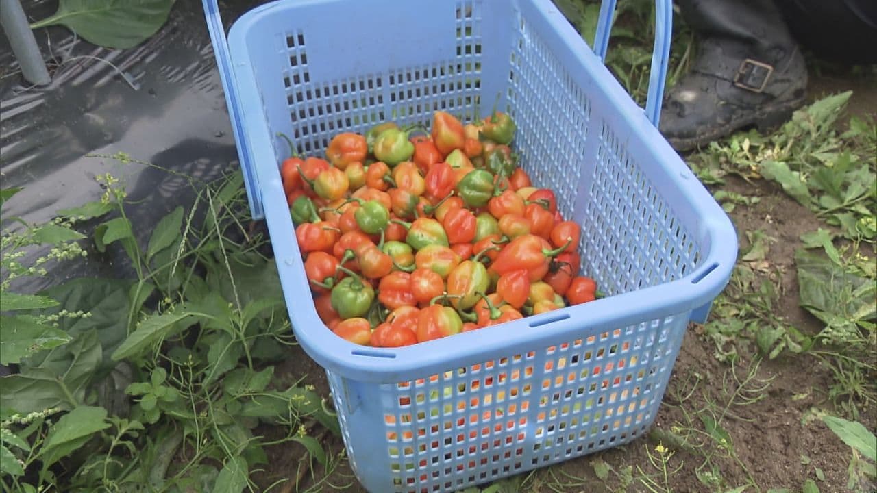 「日本一辛い村」“ホット”な特産品が収穫最盛期 福島県平田村