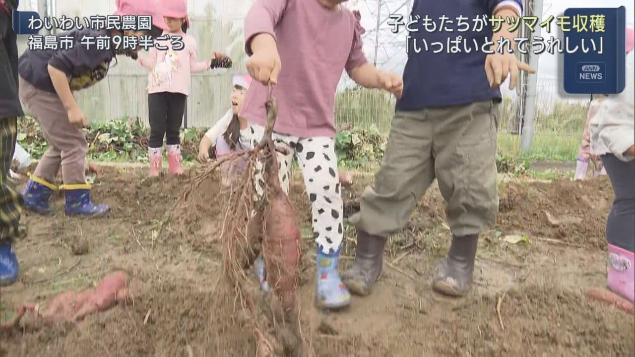 「いっぱい取れてうれしい」福島市の子どもたちがサツマイモ収穫
