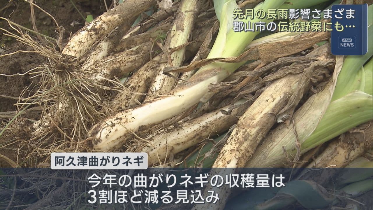 郡山市の伝統野菜「曲がりネギ」長雨で作業に遅れ