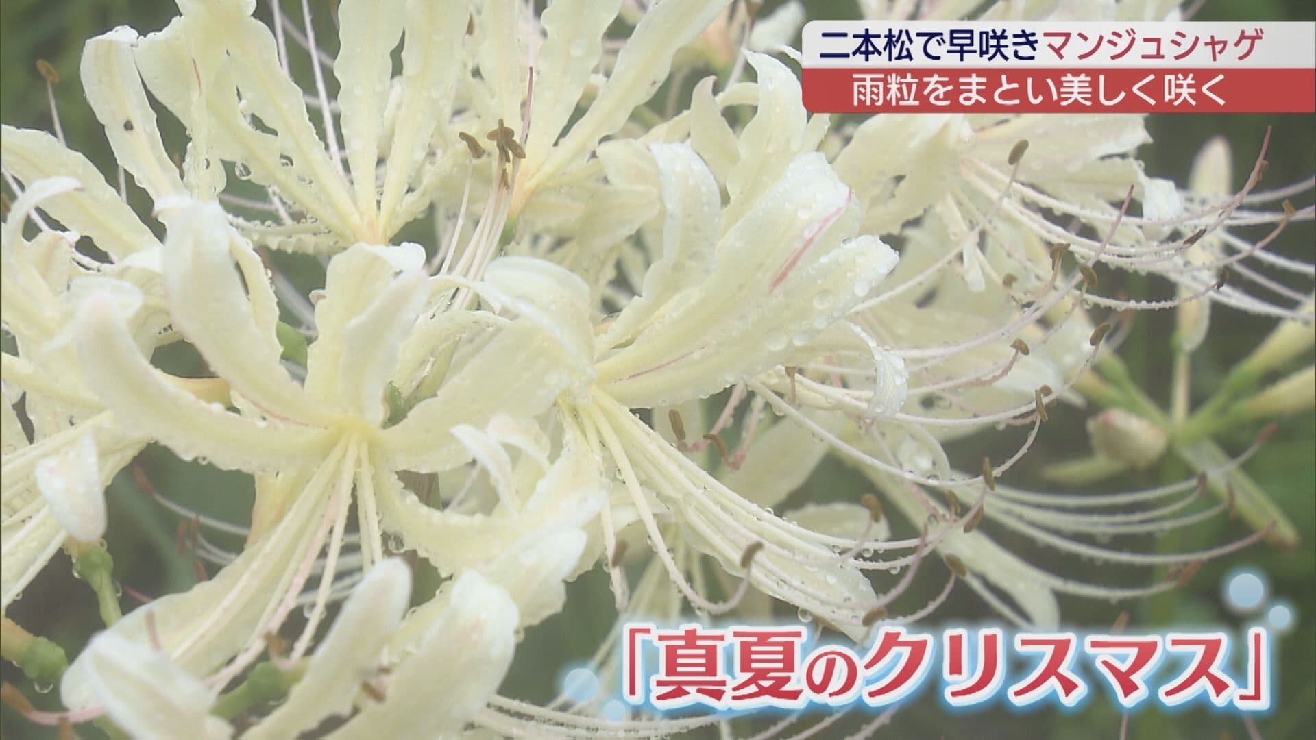 「真夏のクリスマス」凛々しく咲く 白いマンジュシャゲが見頃